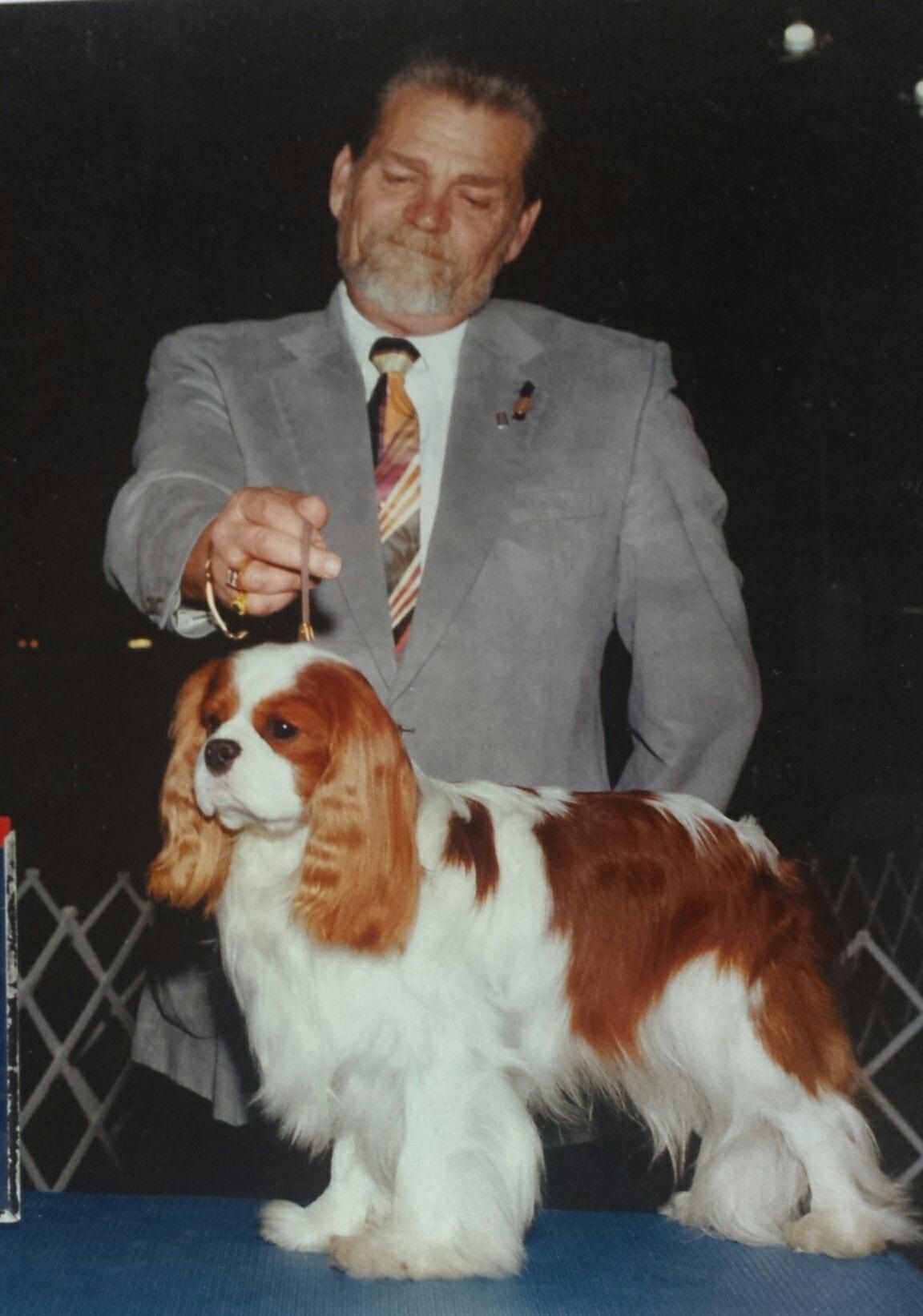 champion king charles cavalier spaniel